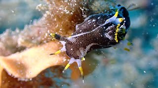 nudibranch found !! - 2月の海にはウミウシがいっぱい居た【須江 / 内浦ビーチ / Vlog】