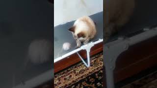 Игры Анжелы
