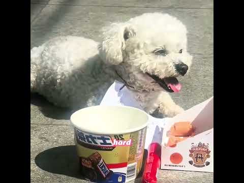 How do your pets get along with each other?#pets #pet #animals #cuteanimals #animalvideos