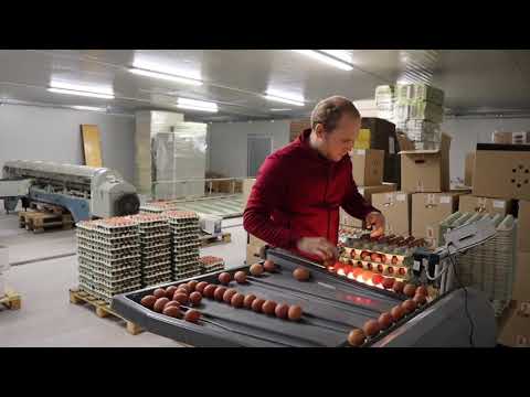 Wie kommen die Eier in den Karton? Die Packstelle der Brandenburger Bio-Ei GmbH