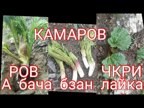 РОВ  ЧКРИ МОДЕЛ  ДАР  КАМАРОБ