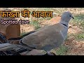 Fakhta ki awaaz , dove sounds