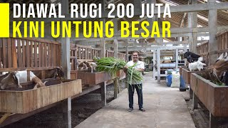 Download lagu Awal Usaha Rugi Ratusan Juta, Kini Mantan Karyawan Distro Meraup Untung Dari Ternak Kambing Domba mp3