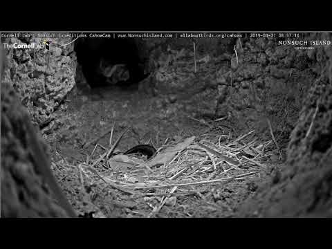Bermuda skinks visit a Bermuda Petrel (Cahow) burrow 3/31/19