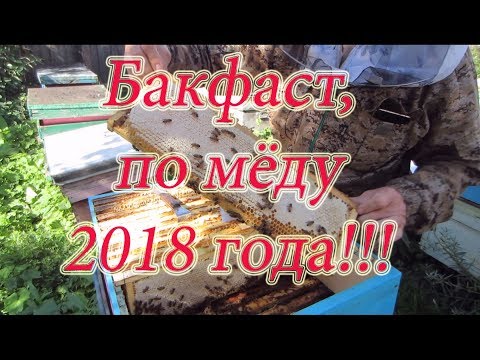 КАК СРАБОТАЛ ТЕСТИРУЕМЫЙ БАКФАСТ на медосборе в условиях стационара🔥🔥🔥