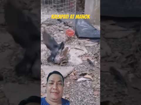 KALAPATI AT MANOK #shorts #kalapati