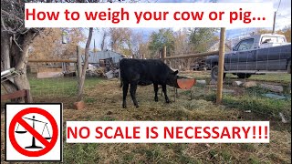 Determine livestock WEIGHT. NO SCALE REQUIRED!! How to weigh a cow or hog with a measuring tape!...