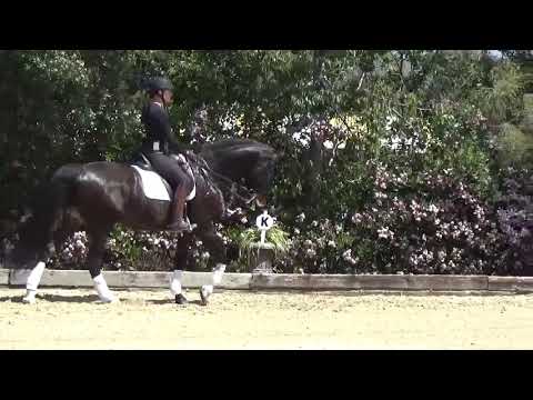 download lagu mp3 mp4 Grand Prix Dressage Horse For Sale, download lagu Grand Prix Dressage Horse For Sale gratis, unduh video klip Grand Prix Dressage Horse For Sale