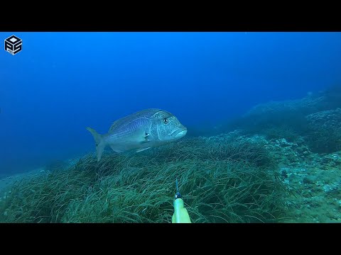 PESCASUB Dentice Enorme Cernia Pesca subacquea Sottocosta