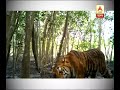 Two Tigers Captured At Same Frame In Trap Capera Numbers Of Tiger Increases At Sunderban