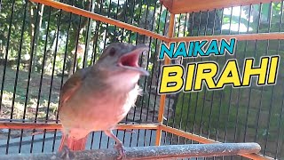 Download lagu Pancingan Naikan Birahi Kapas tembak males bunyi mp3 Download lagu Pancingan Naikan Birahi Kapas tembak males bunyi mp3