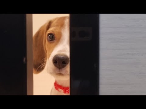 IUCN分類における絶滅の危険性を示す図。