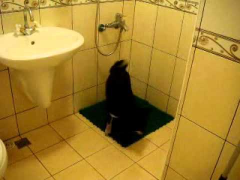 吃飯前要先去廁所尿尿喔！(原發表者:babycat_tw)(影片)