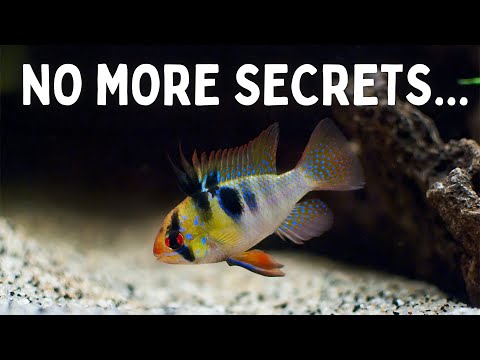 Everything You Should Know Before You Get Ram Cichlids! 7 Tips for Keeping Rams in an Aquarium!