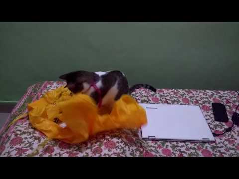 A regular evening with Lexie