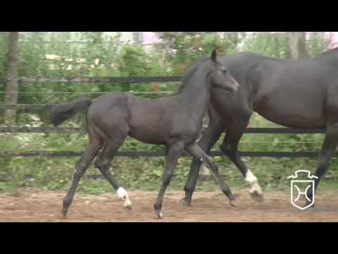 OH036CH Stutfohlen von Balou du Rouet - Contender - Liostro