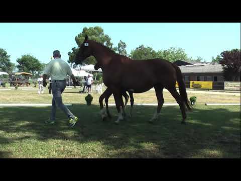 Sudweyher Fohlenschau 2019 - Kat.-Nr. 06