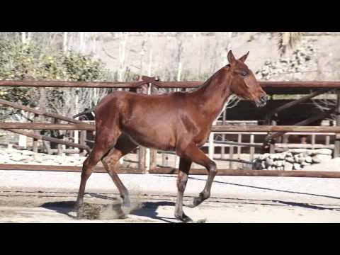 Nazareno Dimoba - Febrero 2015