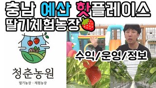 예산시장 주변(충남 예산) 핫한 딸기체험농장! 청춘농원 방문! 사장님의 운영/정보 공개 #비닐하우스 #딸기체…