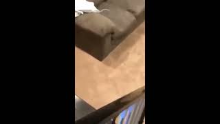 There is a mouse in my house