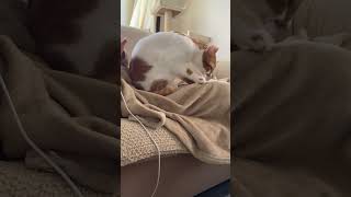 【猫動画】マッサージしてくれてます！