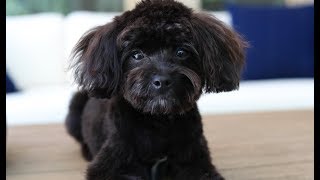 TINY PUPPY JUMPS OVER 5 PEOPLE!!! | Behind the Braids Family Vlog Ep.37