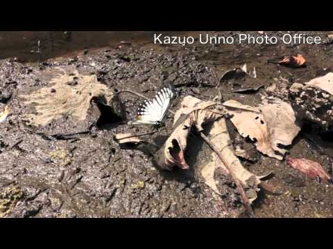 擬態蝶キボシアゲハの飛翔