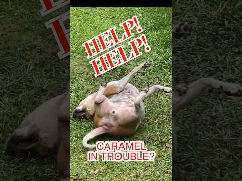 Is Caramel in Trouble? #Shorts #Pet #PetDog #DogVideo