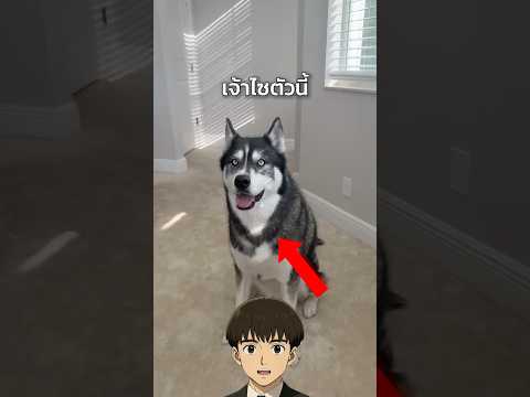 Dog family