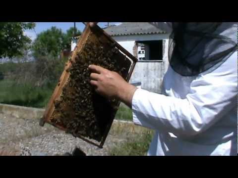 4. Premiera apicultura - Rocada imediata a matcilor, facilitata de arhitectura Bio Stup 4/4