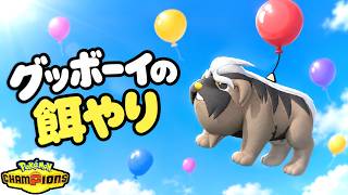 グッボーイの餌やり【ポケモンチャンピオンズ】