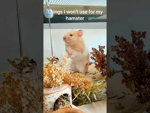 Things I won't use for my Hamster - Unsafe Pet Products - TikTok Trend Hamster Edition 🐹😳⚠️