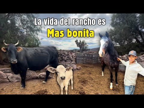 Entre animales y tranquilidad así es la vida del rancho