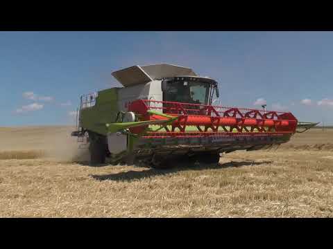 Weizenernte mit Zwei Stück Claas Lexion 770 auf den Acker Großteils von vorne gefilmt mit Auslehren