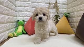 ハーフ犬の動画01