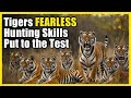 Tigers FEARLESS Hunting Skills Put To The Test Nature Wildlife Hunter
