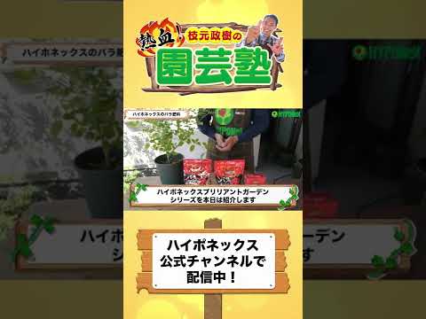 バラの茂みの下に何を置くべきですか、そしてその理由は何ですか？マルチと肥料の種類 + 冬のメンテナンスに関するおまけ  庭園