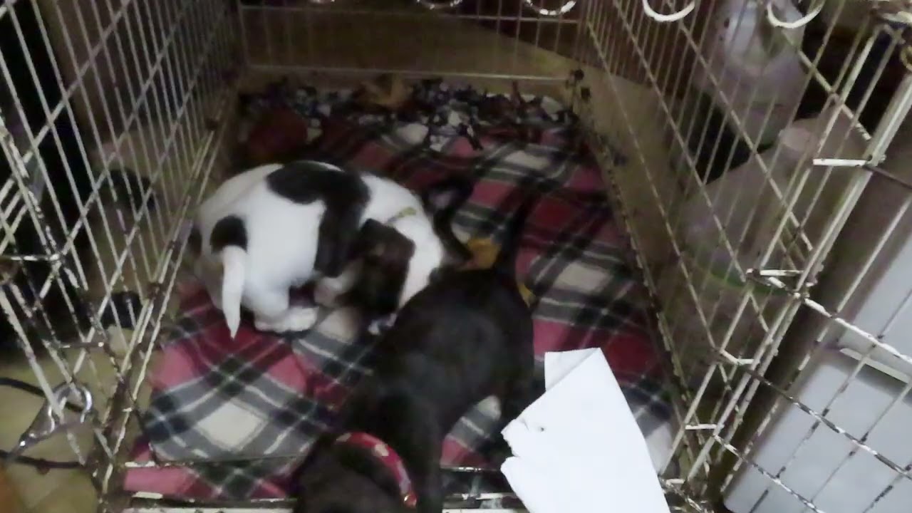 Enlarge Selena, an adopted mixed breed in Saint Paul, MN video 2/6