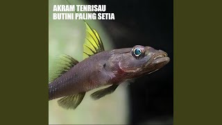 Download lagu Butini Paling Setia mp3
