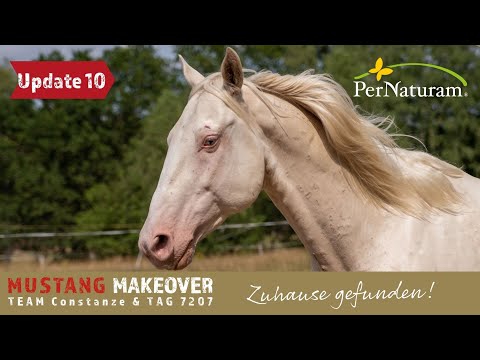 Zuhause gefunden | MUSTANG MAKEOVER 2022