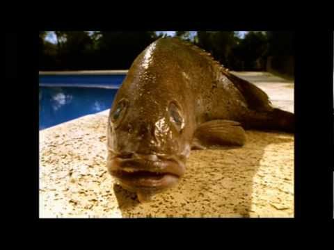 Miniatura de YouTube - Deléctrico