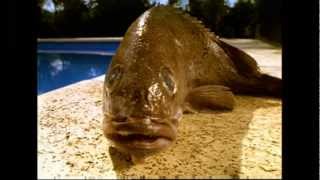 Deléctrico Lyrics English Translation