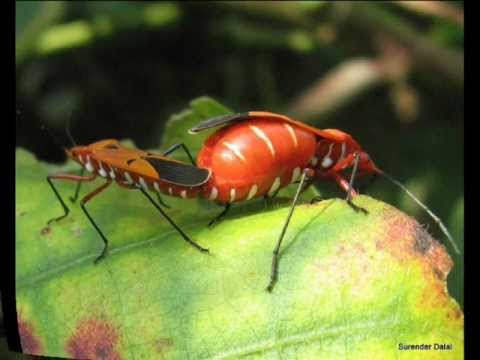 Know more about the red cotton bug