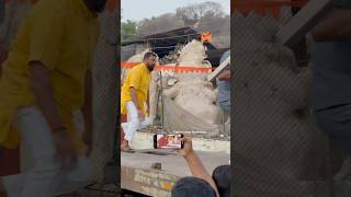 Download lagu Raja Singh Grand Arrangements For Sri Ram Navami Shobha Yatra 2025 |Raja singh Rally 2025 #rajasingh mp3