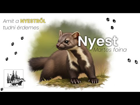 Nyest