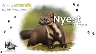 Nyest – fajismertető videó