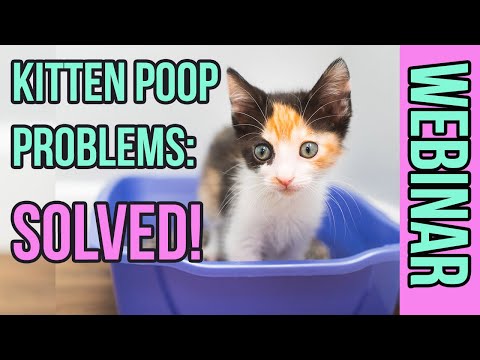 Kitten Poop: Everything You Need to Know to Keep ... - YouTube