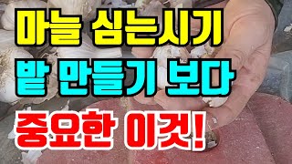 마늘종자준비 벌마늘없이 마늘 수확하려면 이렇게 준비하세요