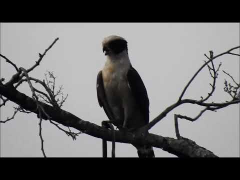 Halcón guaco (Herpetotheres cachinnans).