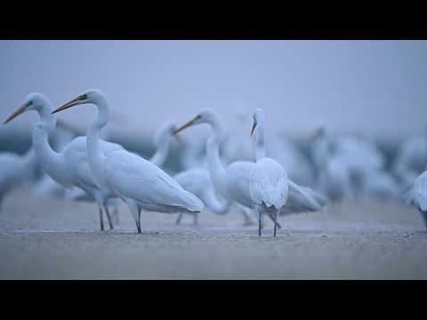All About Great Egrets! Five Fun Facts